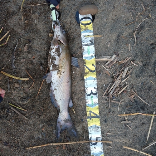 アメリカナマズの釣果