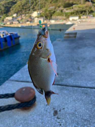 フエダイの釣果