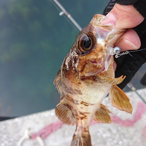 メバルの釣果