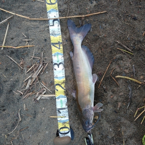 アメリカナマズの釣果