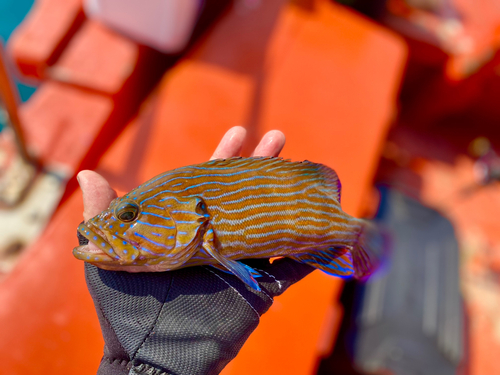 アオスジハタの釣果