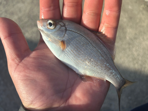 ウミタナゴの釣果