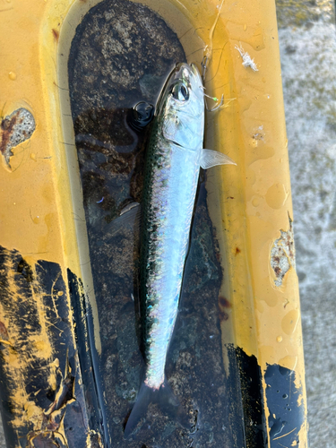 イワシの釣果