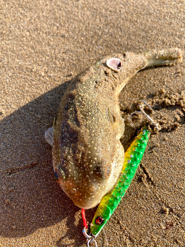 フグの釣果