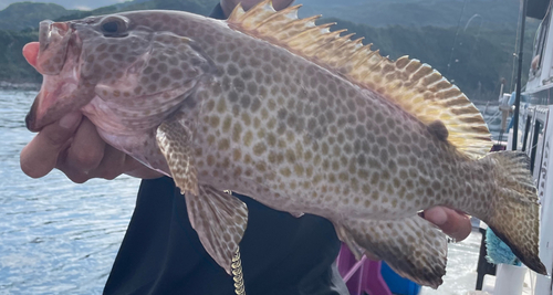 オオモンハタの釣果