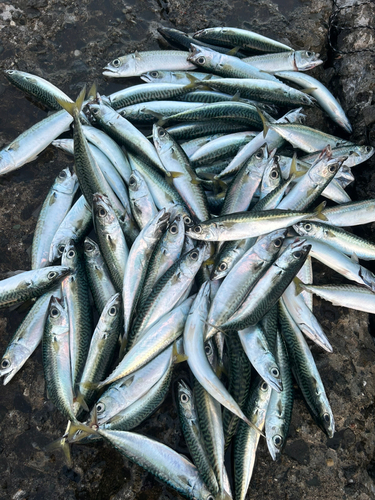 サバの釣果