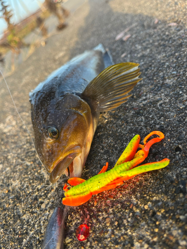 アイナメの釣果