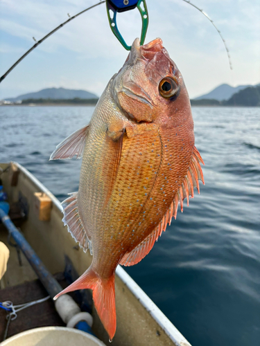 マダイの釣果