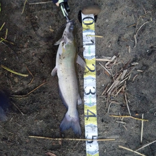 アメリカナマズの釣果