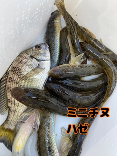 ハゼの釣果