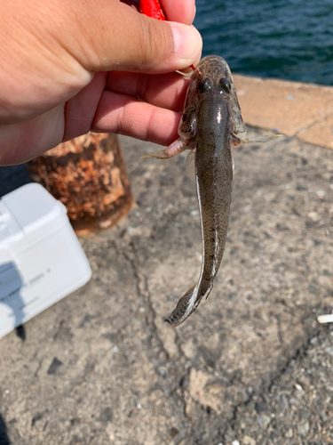 マハゼの釣果