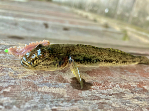 マハゼの釣果