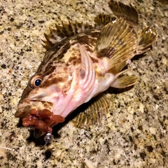 タケノコメバルの釣果