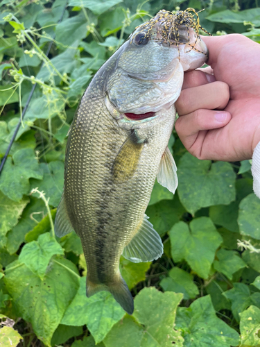 ラージマウスバスの釣果