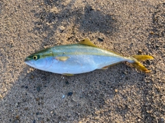 ハマチの釣果