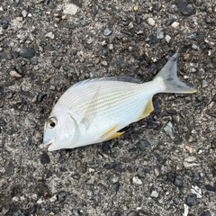 ヘダイの釣果