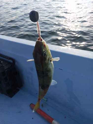 フグの釣果