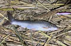 ウグイの釣果