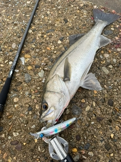 シーバスの釣果