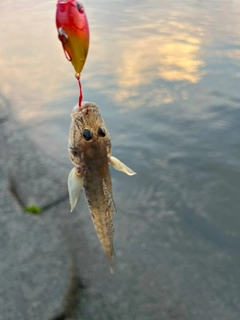 マハゼの釣果