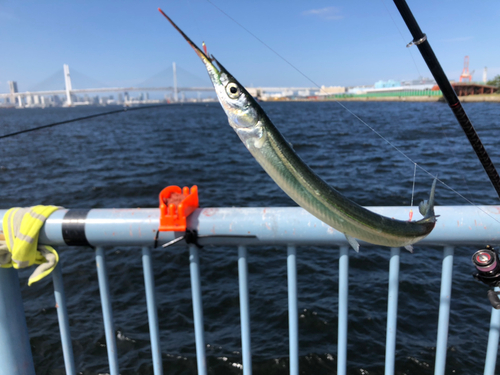 サヨリの釣果