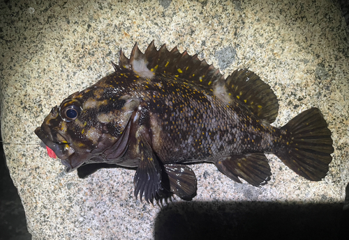 オウゴンムラソイの釣果