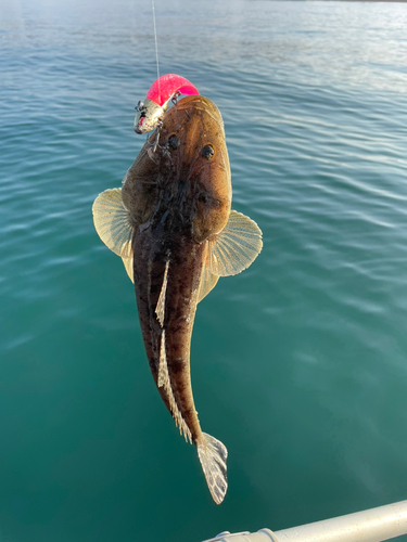 マゴチの釣果