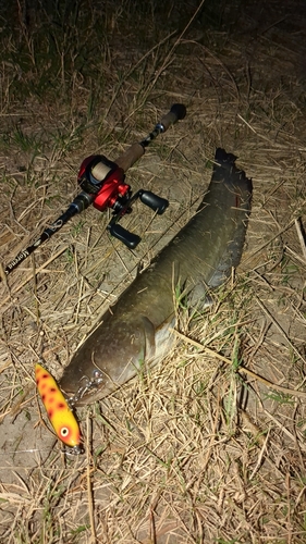 マナマズの釣果