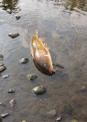 コイの釣果