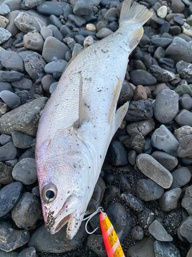 ニベの釣果