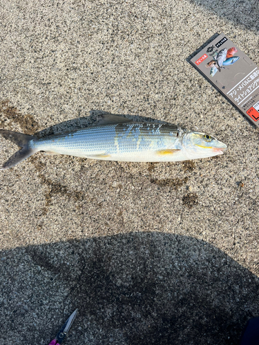 タイワンメナダの釣果