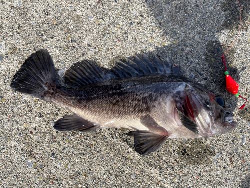 クロソイの釣果