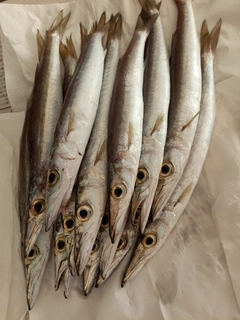 カマスの釣果