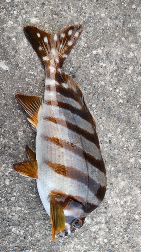 タカノハダイの釣果