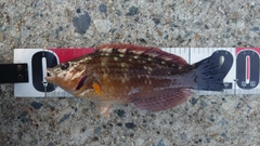 ホシササノハベラの釣果
