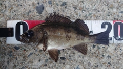 クロメバルの釣果
