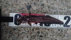 ゴンズイの釣果