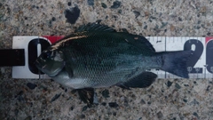 メジナの釣果