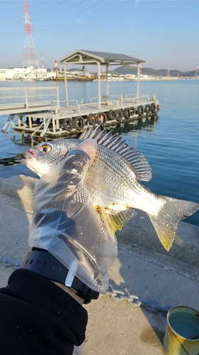 キビレの釣果