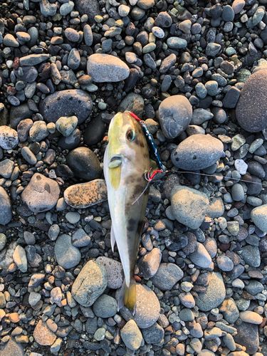 シロサバフグの釣果