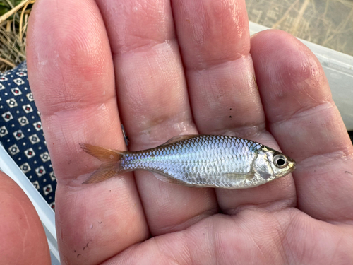 タナゴの釣果