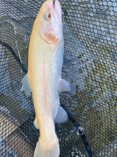 アルビノニジマスの釣果