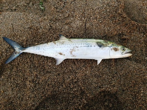 サゴシの釣果