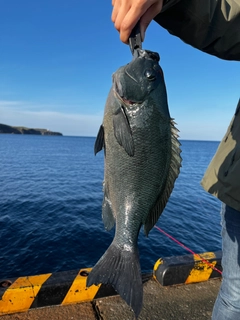 メジナの釣果