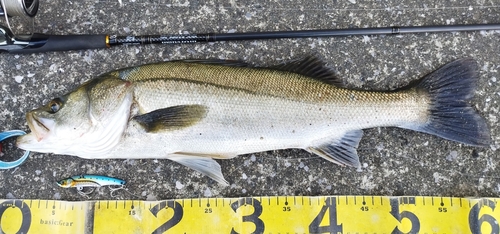 シーバスの釣果