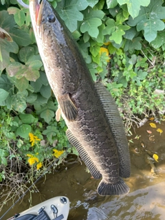 ライギョの釣果