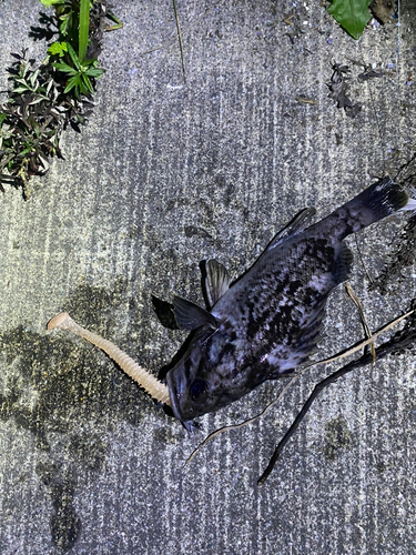 クロソイの釣果