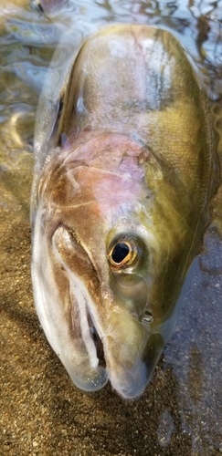 ニジマスの釣果