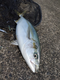 イナダの釣果