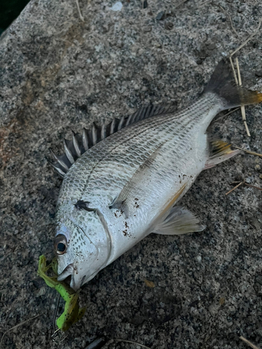 キビレの釣果